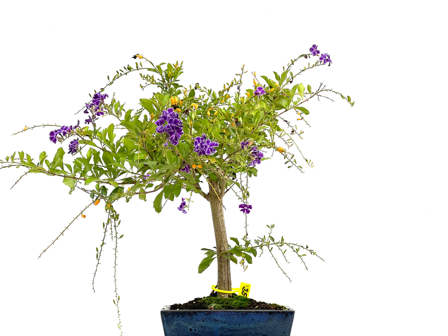 Durantha Repens 2678
