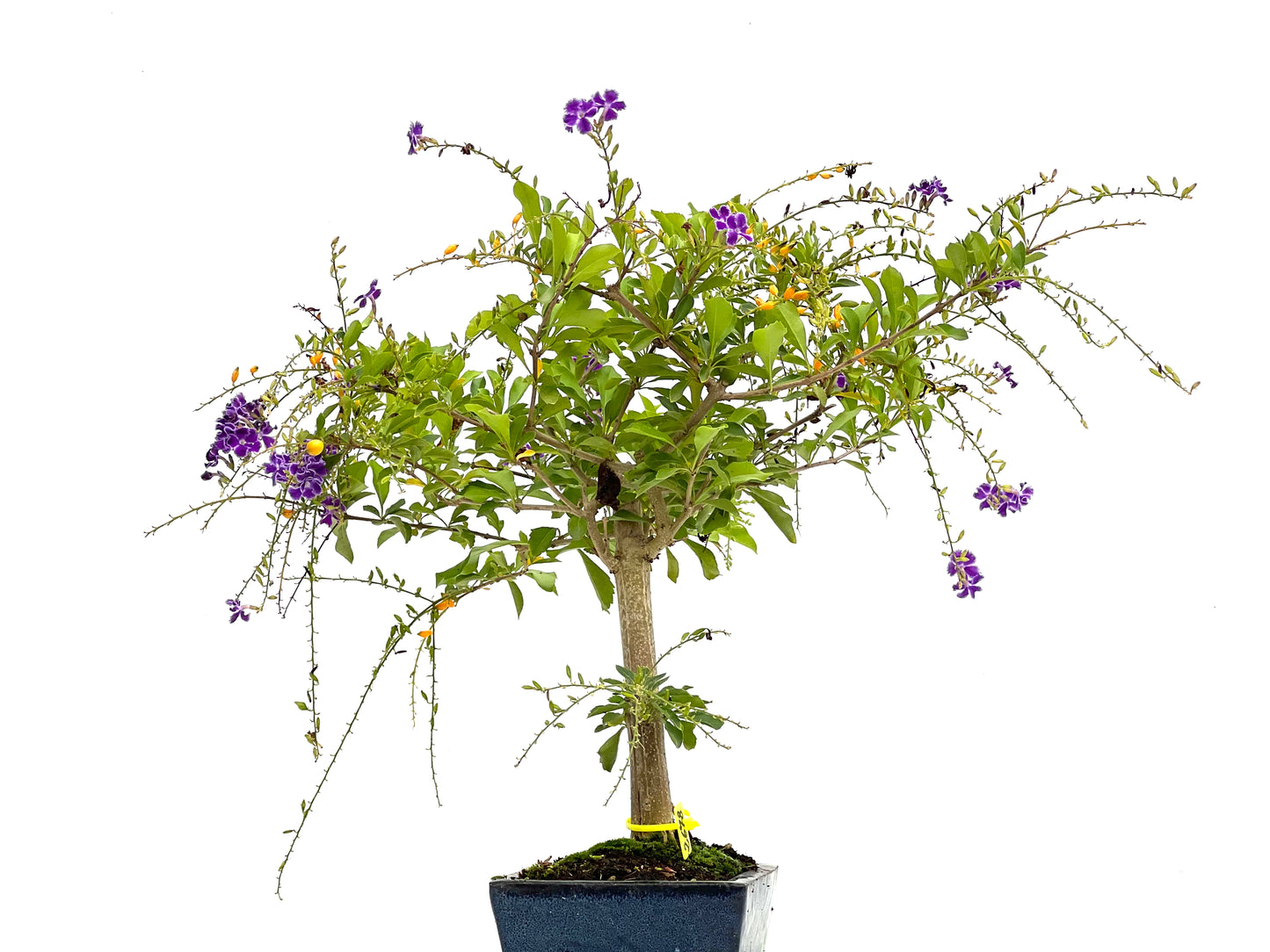 Durantha Repens 2678