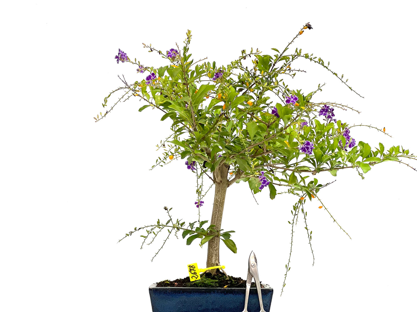 Durantha Repens 2678