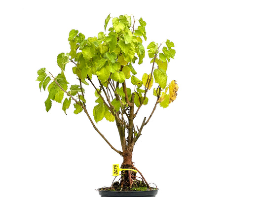Morus Alba 2679