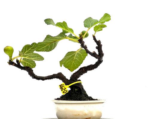 Ficus Carica 0297