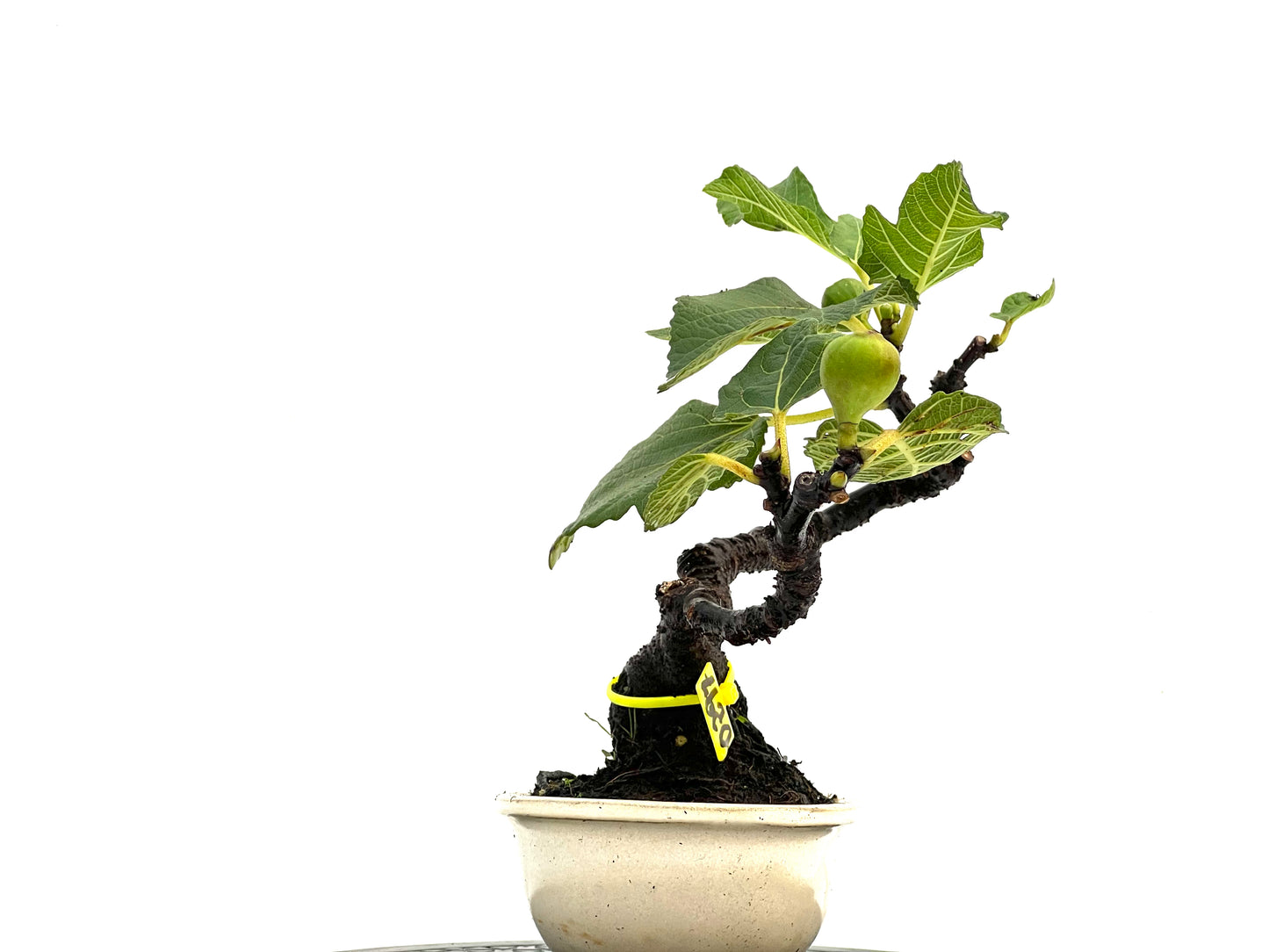 Ficus Carica 0297