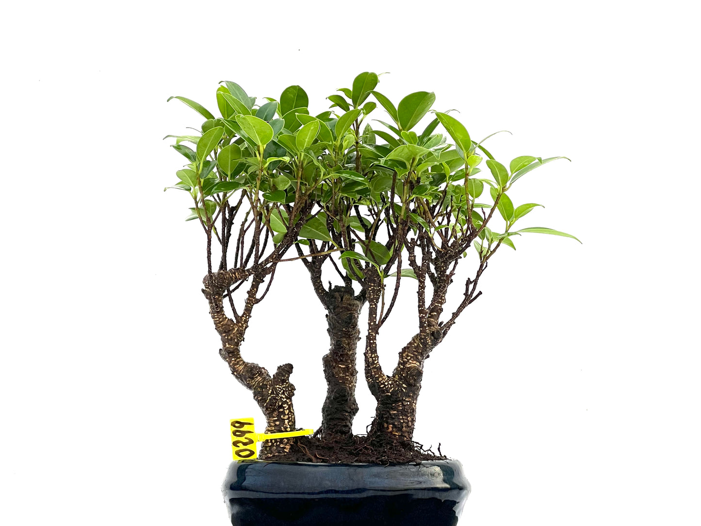 Bosque Ficus Tiger Bark 0299