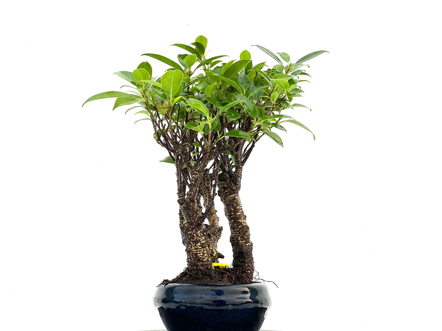 Bosque Ficus Tiger Bark 0299