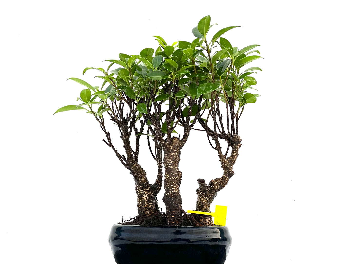 Bosque Ficus Tiger Bark 0299