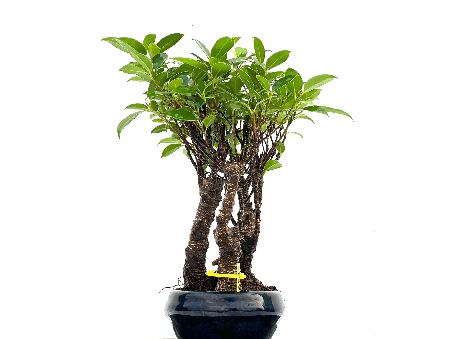 Bosque Ficus Tiger Bark 0299