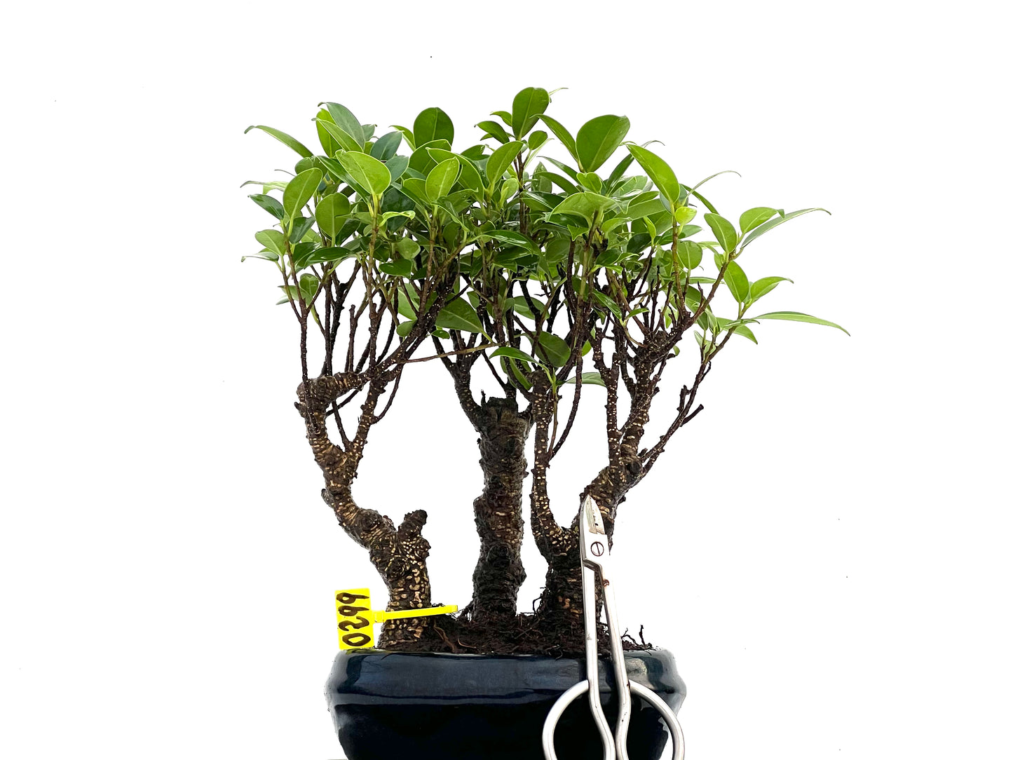 Bosque Ficus Tiger Bark 0299