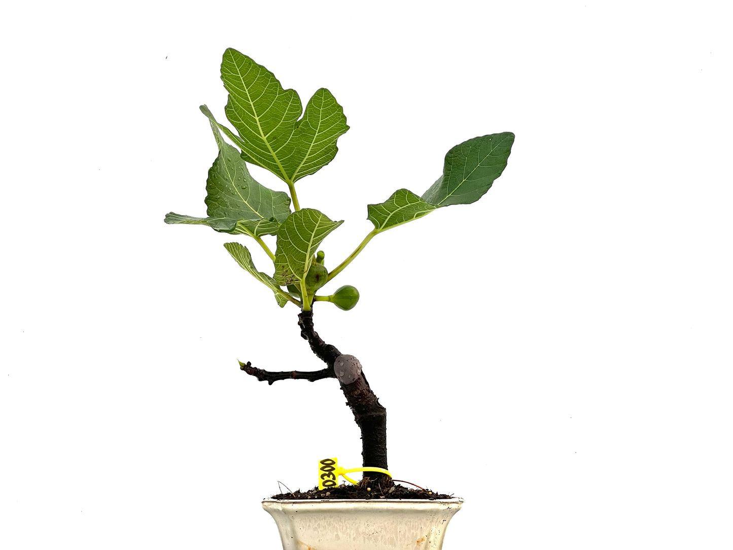 Ficus Carica 0300