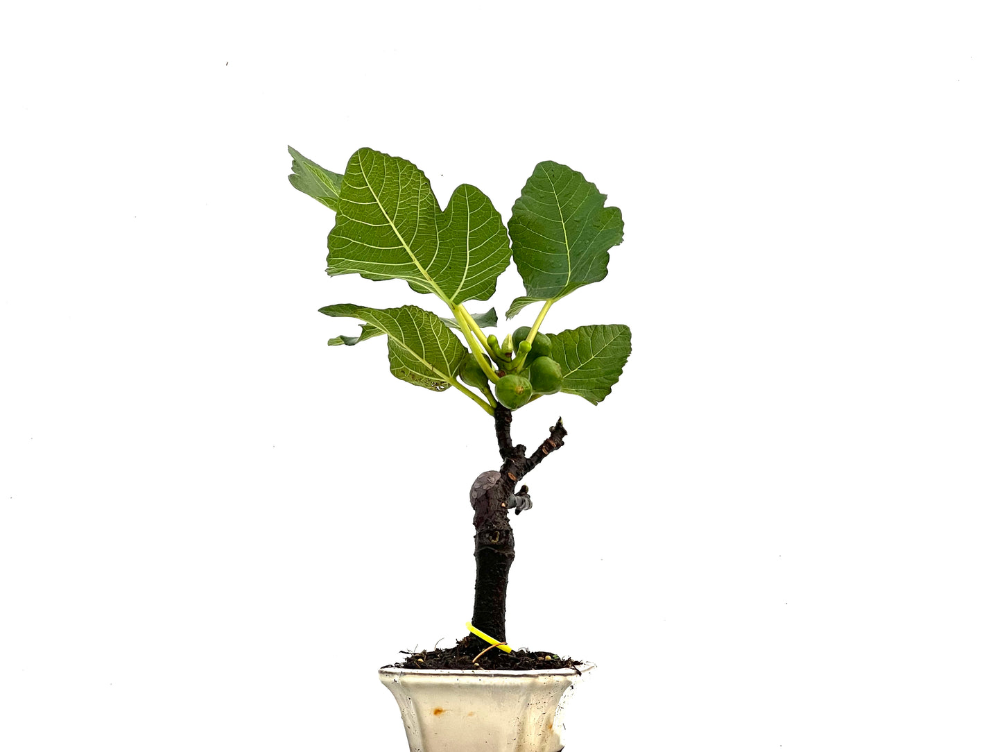 Ficus Carica 0300