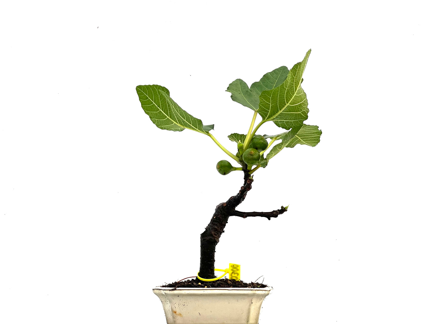 Ficus Carica 0300