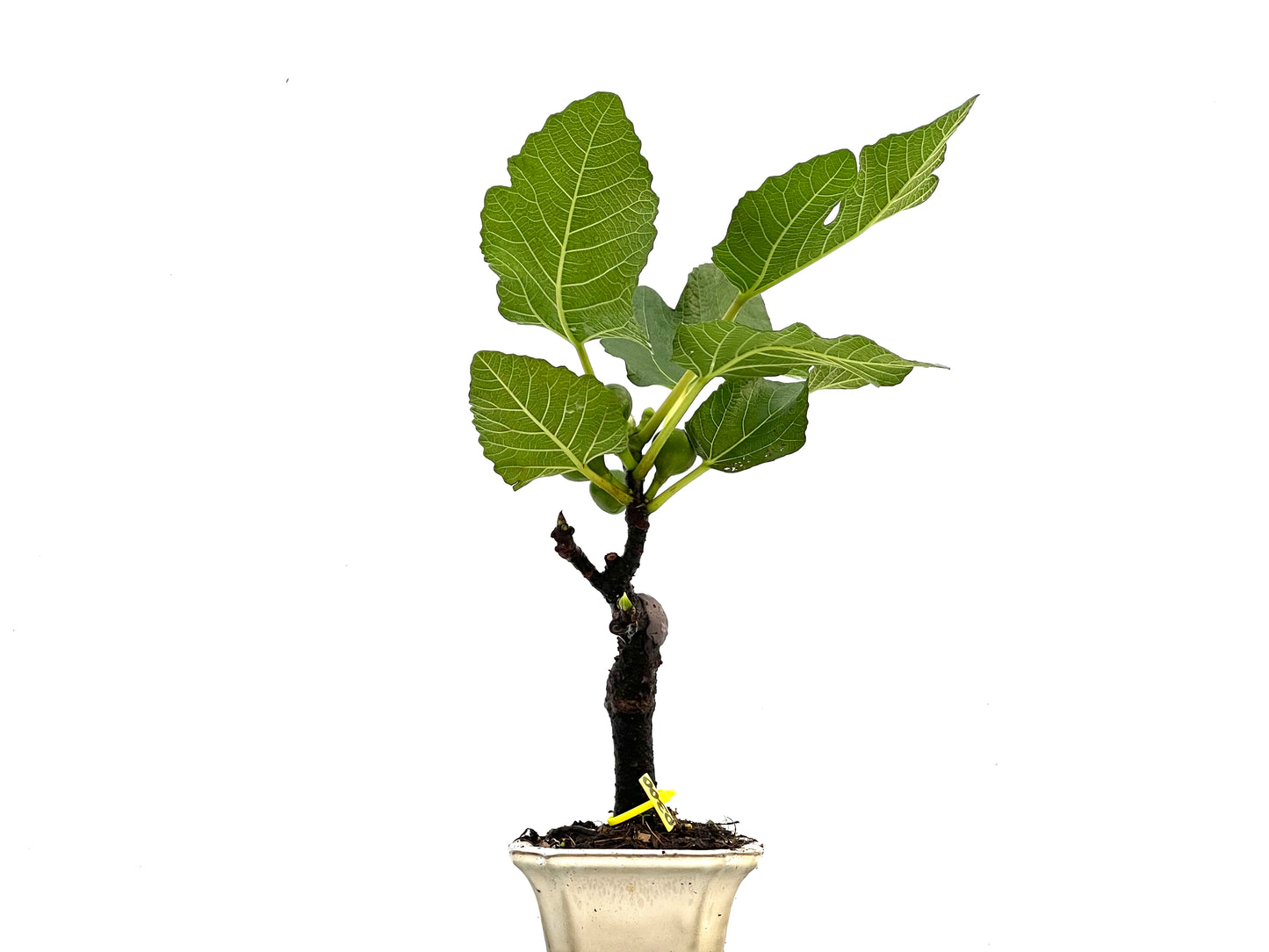 Ficus Carica 0300