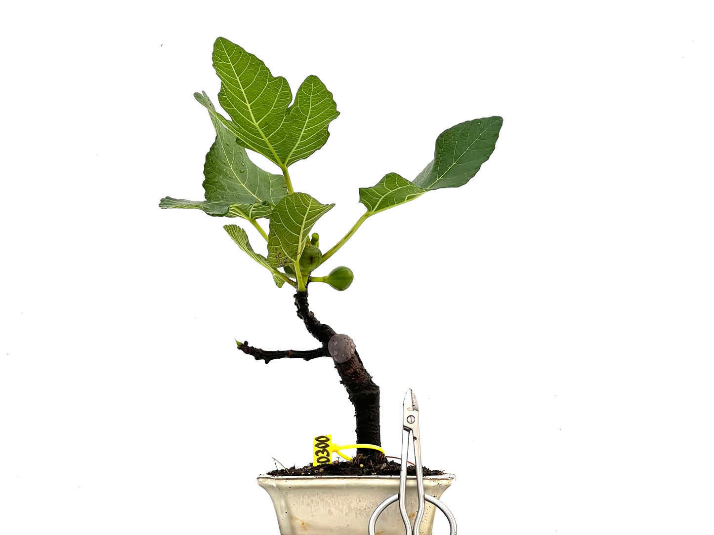 Ficus Carica 0300