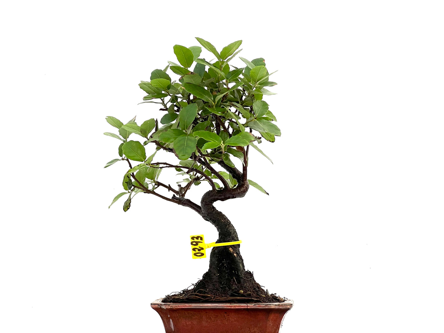 Quercus Suber 0293