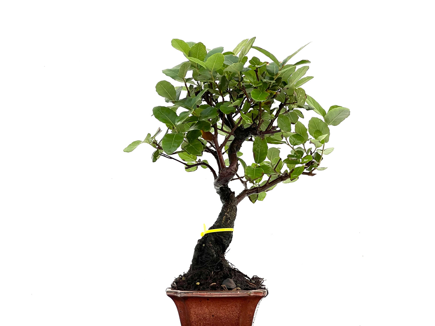 Quercus Suber 0293