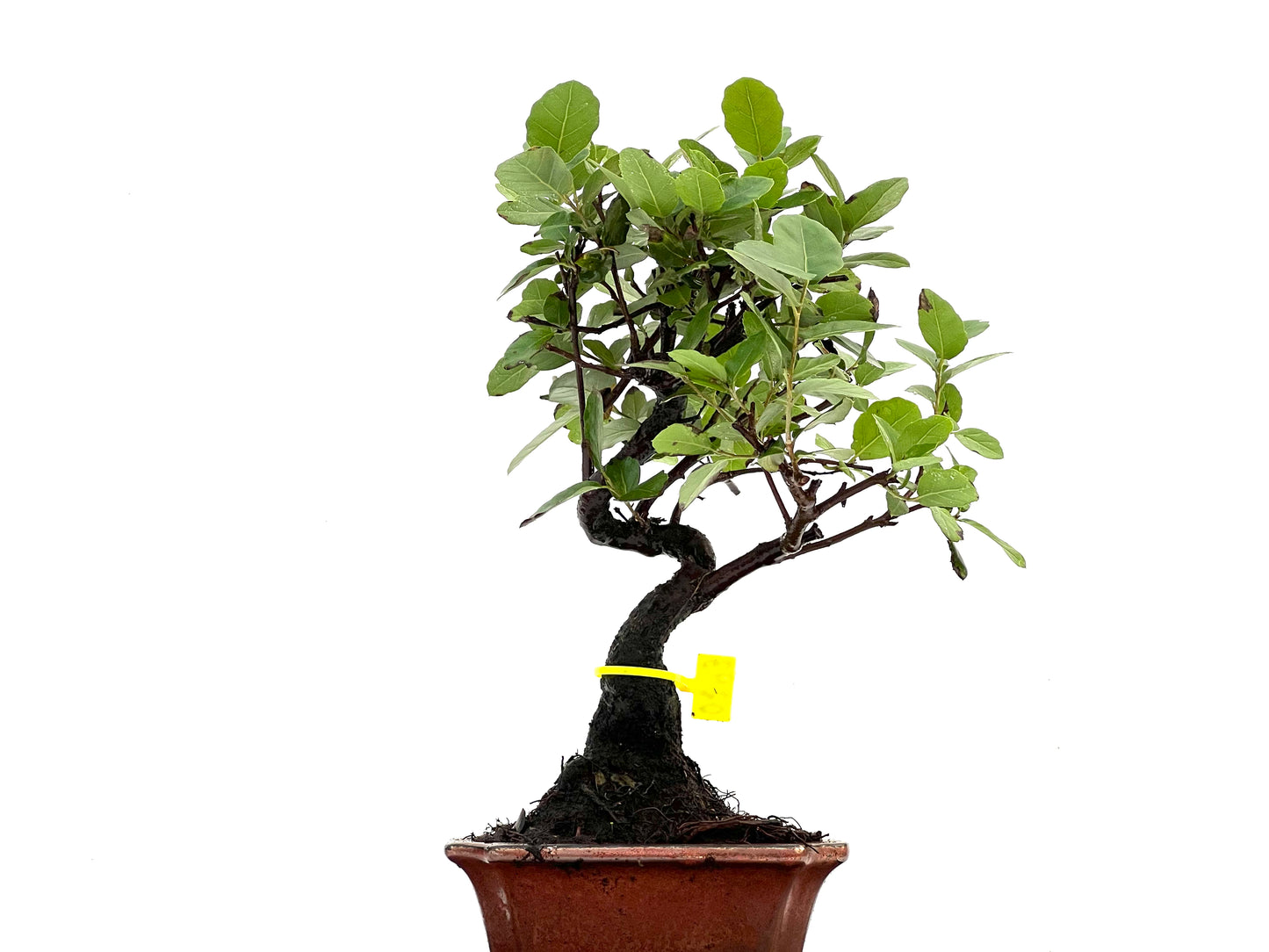 Quercus Suber 0293