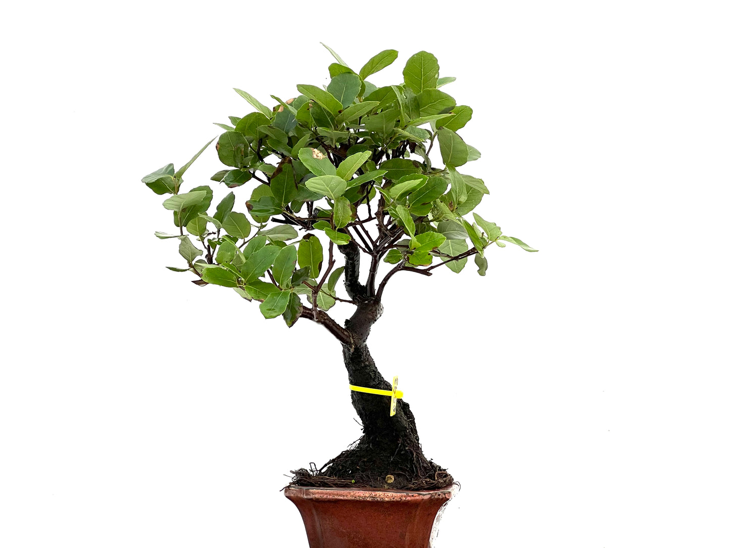 Quercus Suber 0293