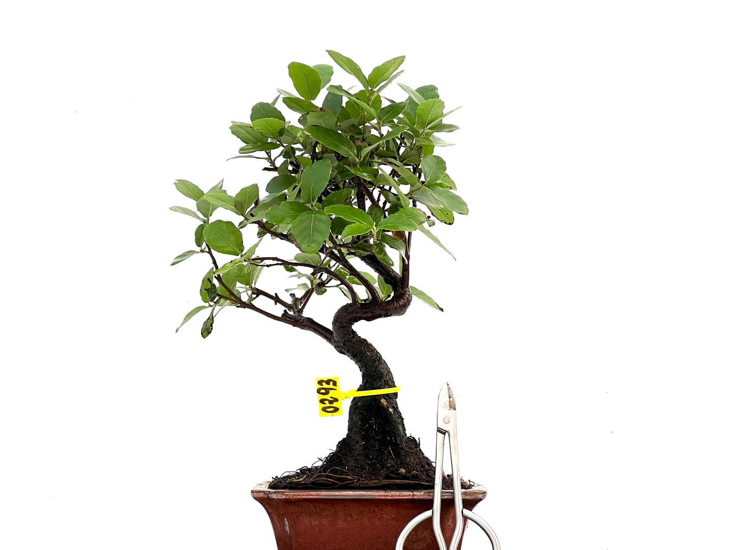 Quercus Suber 0293