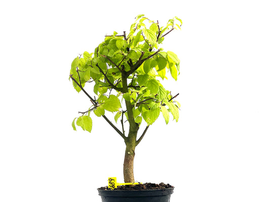 Celtis Australis 2689