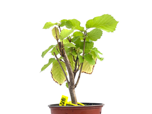 Corylus Avellano 2691