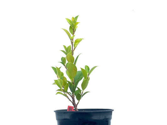 Ficus Tiger Bark 2721