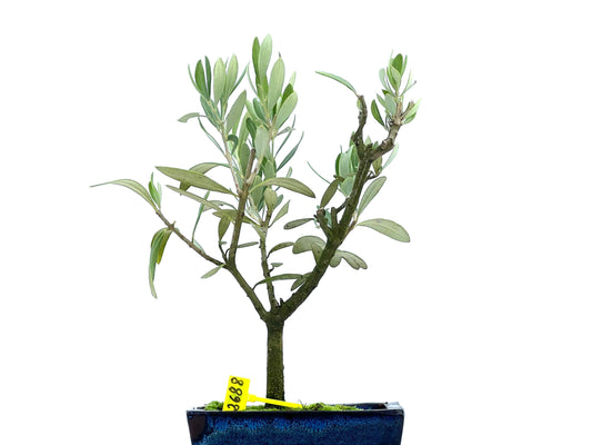 Olea Europaea 2688