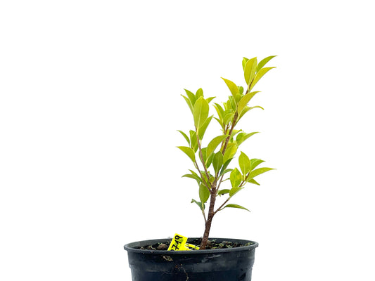 Ficus Tiger Bark 2719