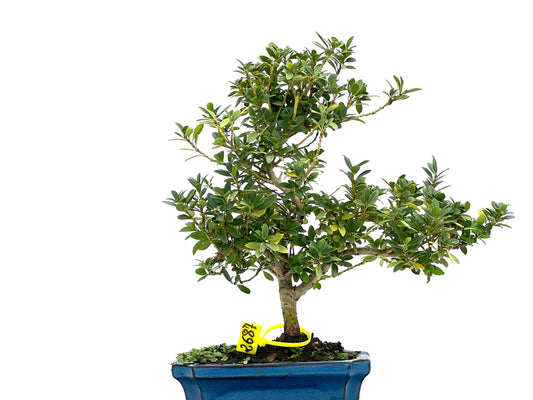 Ilex Crenata 2687
