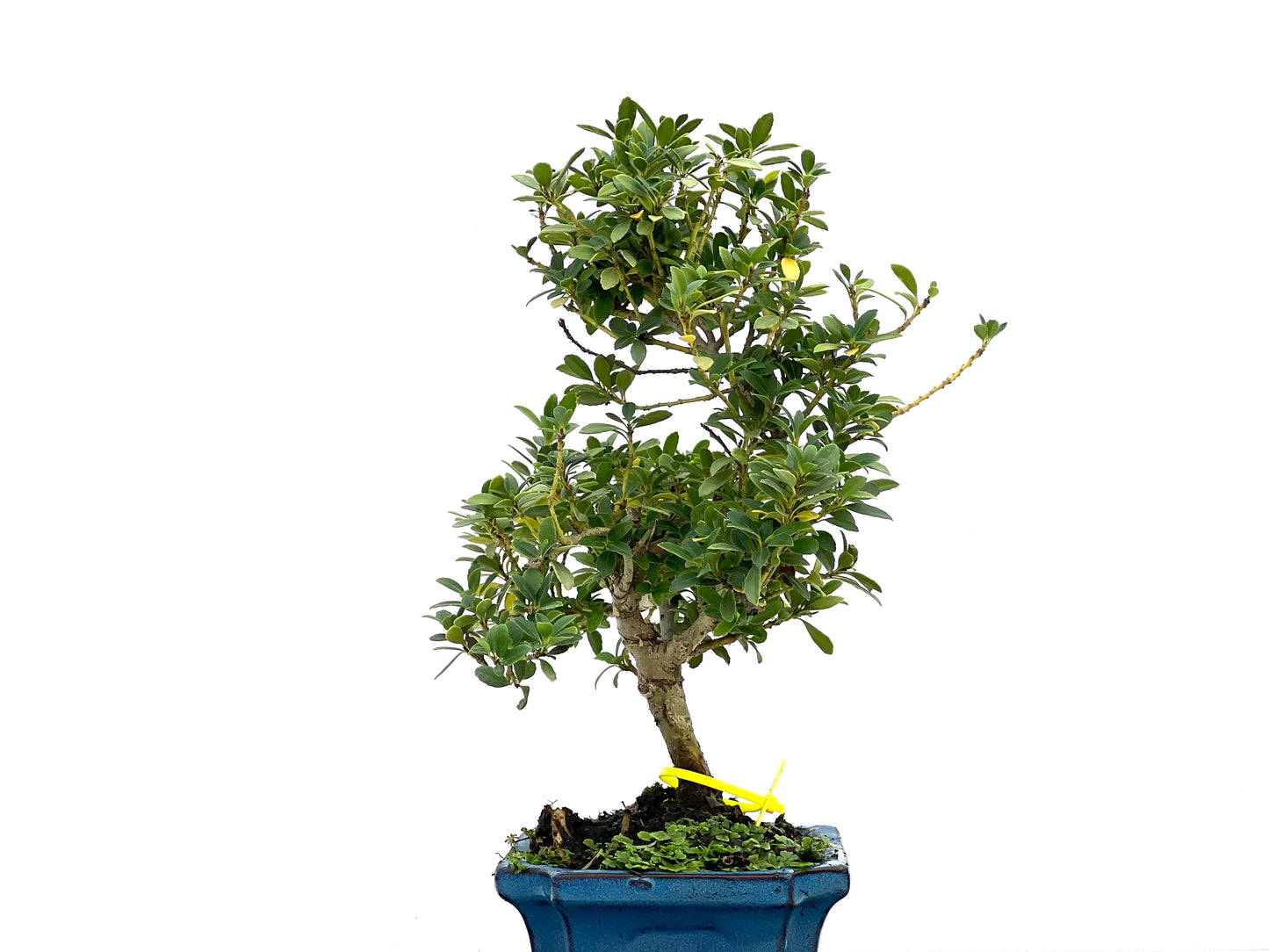 Ilex Crenata 2687