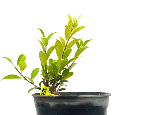 Ficus Tiger Bark 2720