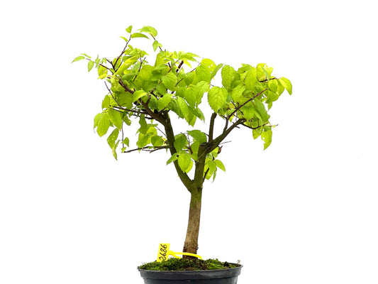 Celtis Australis 2686