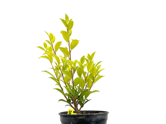 Ficus Tiger Bark 2722