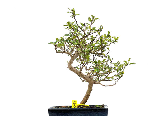 Zanthoxylum Piperitum 2684