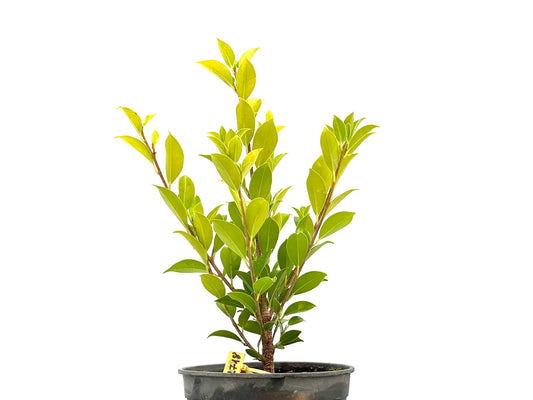 Ficus Tiger Bark 2718