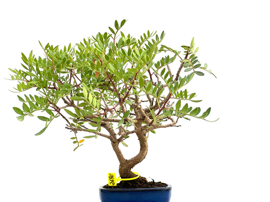 Pistacia Lentiscus 2690