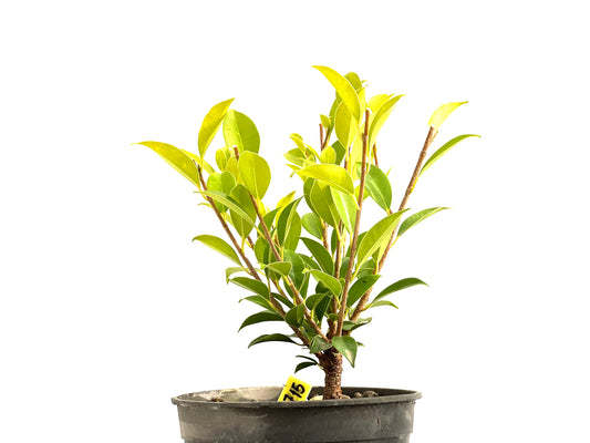 Ficus Tiger Bark 2715