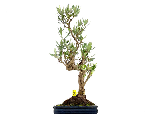 Olea Europaea 2685