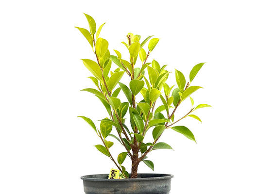 Ficus Tiger Bark 2709