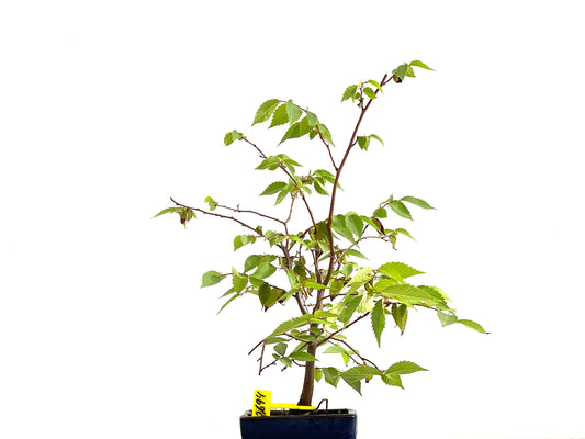 Zelkova Serrata 2694