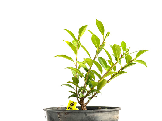Ficus Tiger Bark 2716