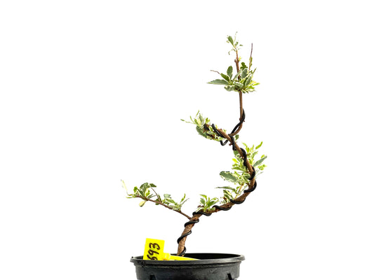 Ligustrum Japonicum Variegado 2693