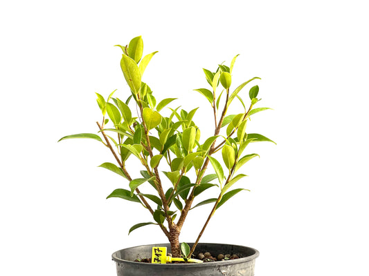 Ficus Tiger Bark 2717