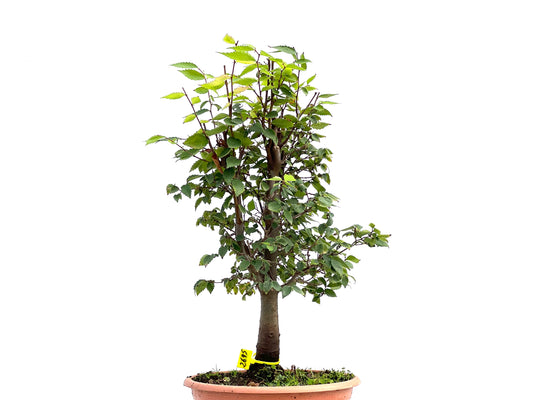Zelkova Serrata 2695