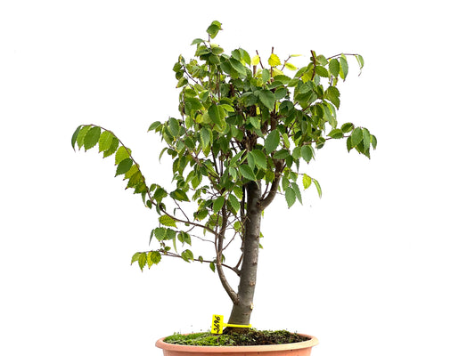 Zelkova Serrata 2696
