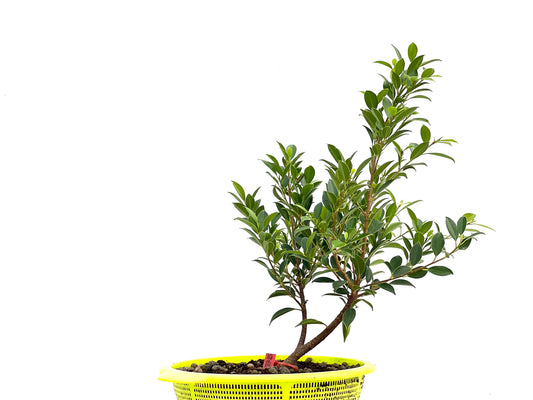 Ficus Tiger Bark 2725