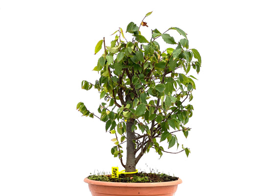 Zelkova Serrata 2692
