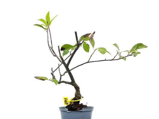 Ilex Verticillata 2743
