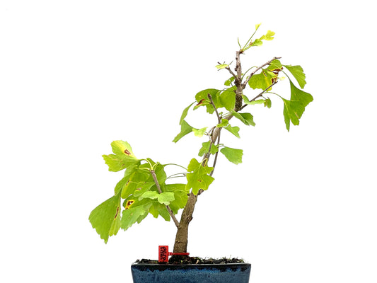 Ginkgo Biloba 2742