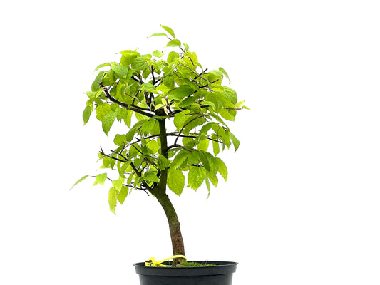 Celtis Australis 2746