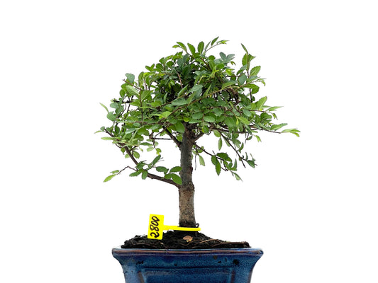 Ulmus Parvifolia 2800