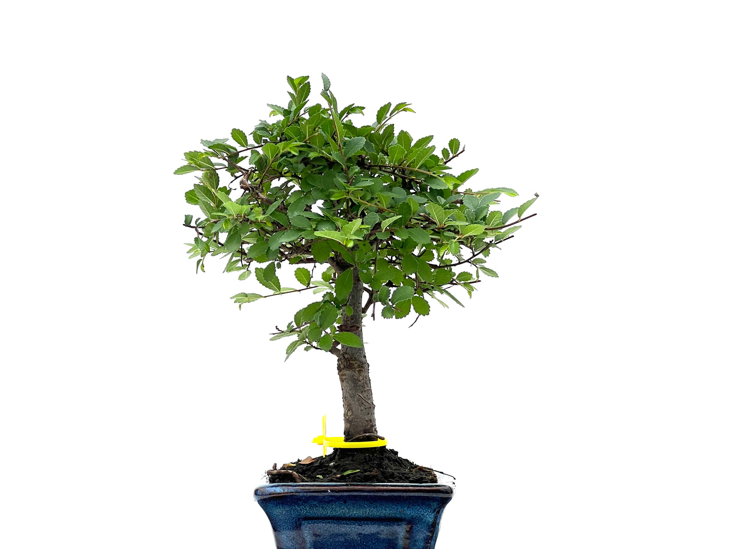 Ulmus Parvifolia 2800